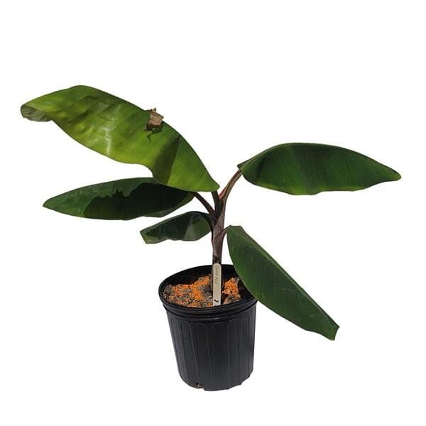 Gros Michel Banana Tree - For Sale – Everglades Farm