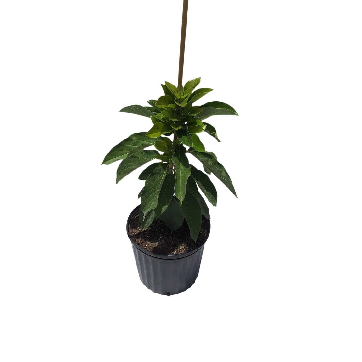 Day Avocado Tree, Grafted Fruit Trees 102-Zill High Performance Plants 