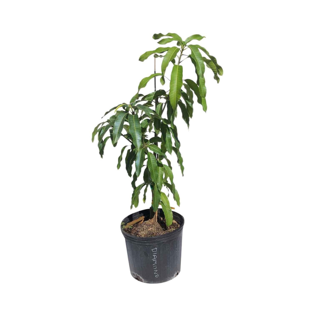Harvest Moon Mango Tree, Grafted, 3 Gal Container from Florida