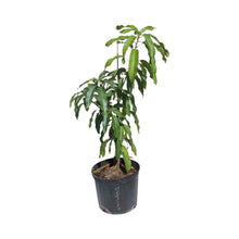 Ataulfo Mango Tree, Grafted 100-Carlos Tropical Fruits 12-18 inches & 1-gal 