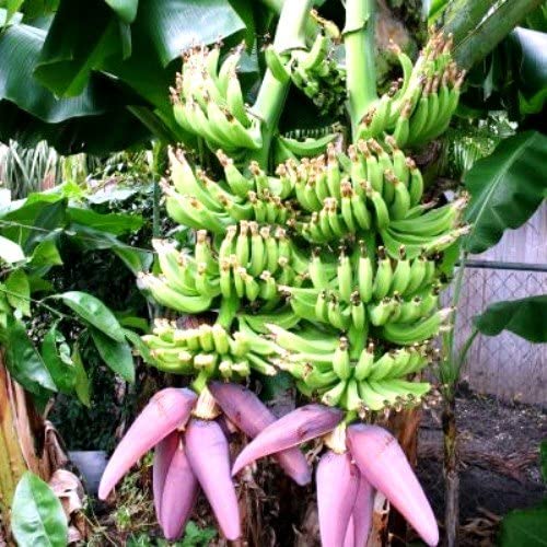 Double Mahoi Dwarf Banana Plant