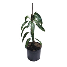 Duncan Mango Tree, Grafted Fruit Trees 100-Carlos Tropical Fruits 