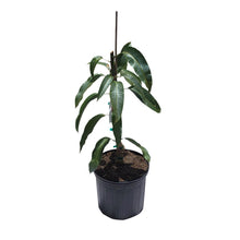 Load image into Gallery viewer, Duncan Mango Tree, Grafted, 3 Gal Container from Florida
