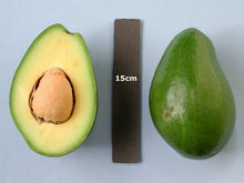 Dupuis Avocado Tree Grafted Fruit Trees 110-Guacalina Nursery & Broker