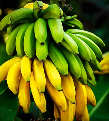 Cavendish Dwarf Banana Plant Everglades Farm