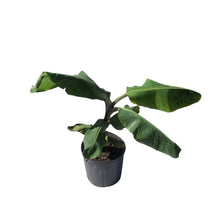 Load image into Gallery viewer, Cavendish Dwarf Banana Plant, Indoor/Outdoor Air Purifier, 3 Gal Conatiner from Florida
