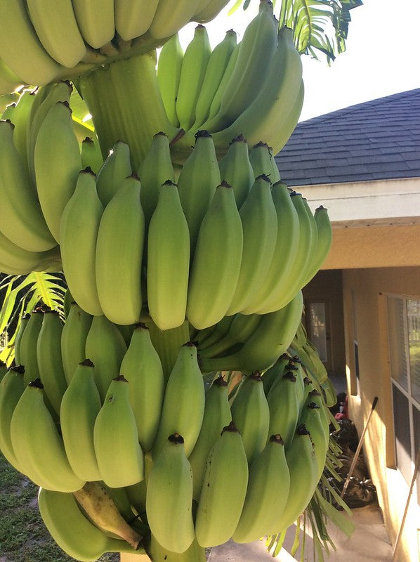 Namwa Dwarf Banana Tree in For Sale from Florida
