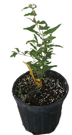 Dwarf Red Pomegranate Plant, Miniature Fruit -1-2 feet tall