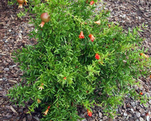 Load image into Gallery viewer, Dwarf Red Pomegranate Plant, Miniature Fruit -1-2 feet tall
