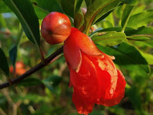 Load image into Gallery viewer, Dwarf Red Pomegranate Plant, Miniature Fruit -1-2 feet tall
