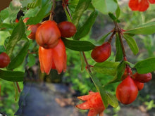 Load image into Gallery viewer, Dwarf Red Pomegranate Plant, Miniature Fruit -1-2 feet tall
