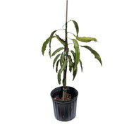 Mango Tree East Indian Grafted 2 Feet Tall, 3-gal Container from Florida