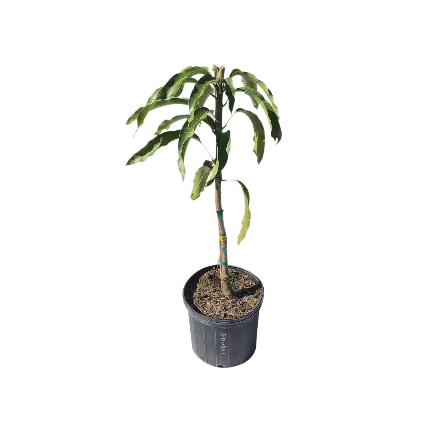Edward Mango Tree, Grafted 102-Zill High Performance Plants 