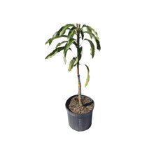 Edward Mango Tree, Grafted 102-Zill High Performance Plants 