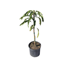 Load image into Gallery viewer, Edward Mango Tree, Grafted, 3 Gal Container from Florida
