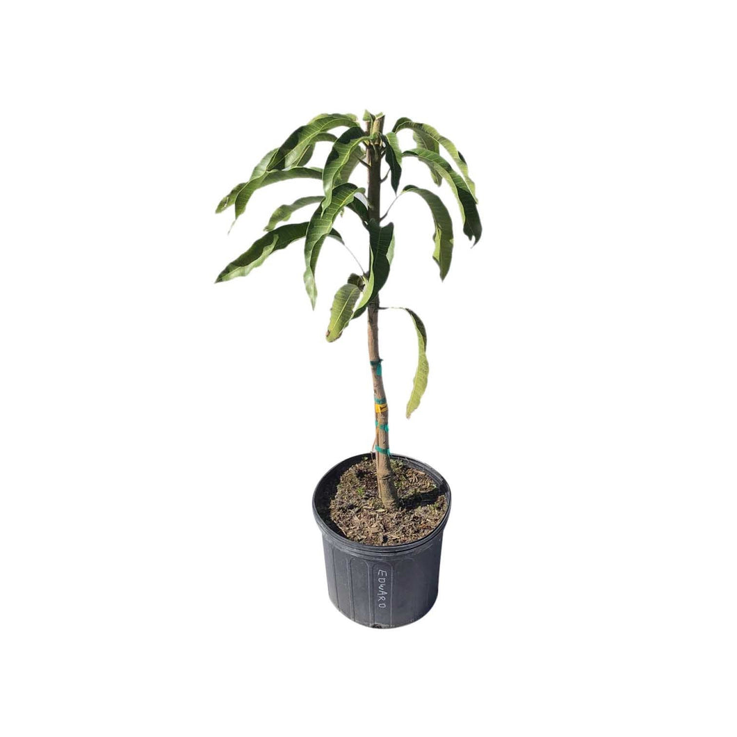 Edward Mango Tree, Grafted, 3 Gal Container from Florida