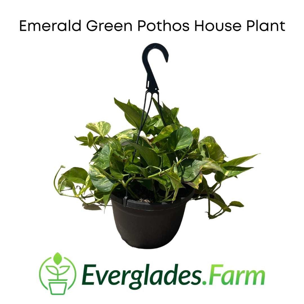 Emerald Green Pothos Plants 115-Orlando Nursery