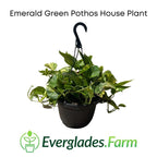 Emerald Green Pothos Plants 115-Orlando Nursery