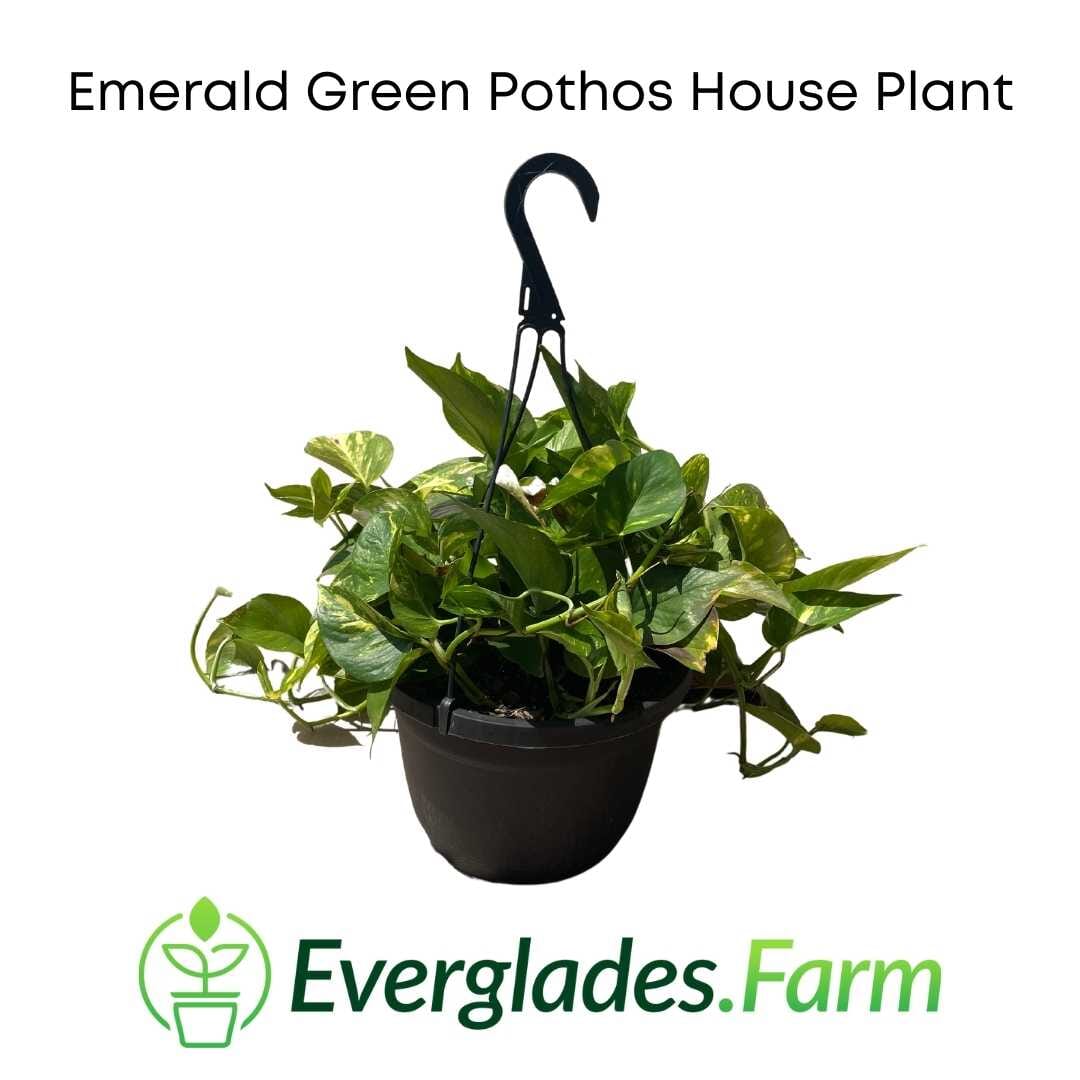 Emerald Green Pothos Plants 115-Orlando Nursery
