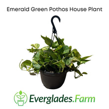 Load image into Gallery viewer, Emerald Green Pothos House Plant - Everglades Farm
