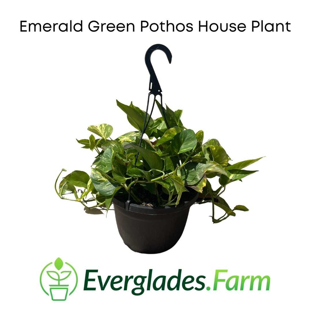 Emerald Green Pothos House Plant - Everglades Farm