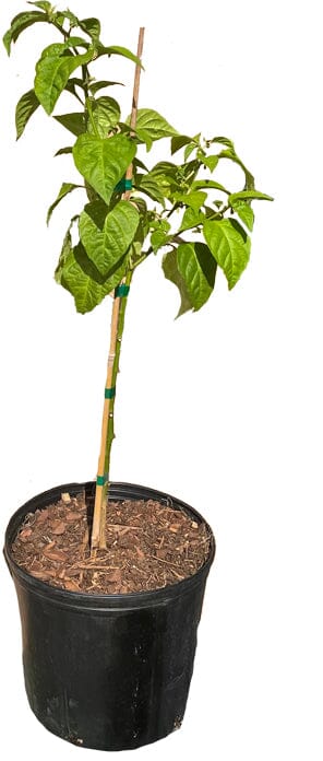 Scorpion Hot Pepper Plant Fruit Trees 110-Guacalina Nursery & Broker