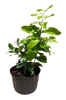 Eureka Lemon Citrus Tree 113-Brite Leaf Citrus Nursery