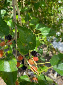 Mulberry Dwarf Everbearing Tree Fruit Trees 118-Agri-Starts Inc