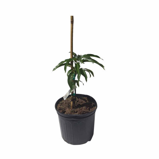 Fairchild Dwarf Mango Tree, Grafted, 3-Gal Container from Florida