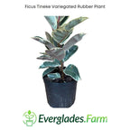 Ficus Tineke Variegated Rubber Tree Everglades Farm