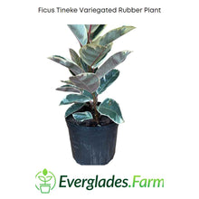 Load image into Gallery viewer, Ficus Tineke Variegated Rubber Tree 3-4 ft in &amp; 7-Gal. Container from Florida
