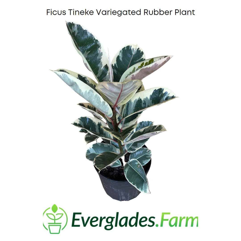 Ficus Tineke Variegated Rubber Tree Everglades Farm