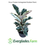 Ficus Tineke Variegated Rubber Tree Everglades Farm