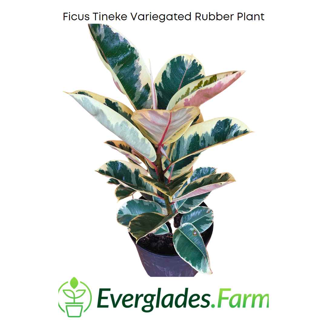 Ficus Tineke Variegated Rubber Tree Everglades Farm