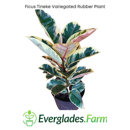 Ficus Tineke Variegated Rubber Tree Everglades Farm