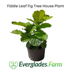 Fiddle Leaf Fig Tree Live 115-Orlando Nursery 4 feet & 7-gal