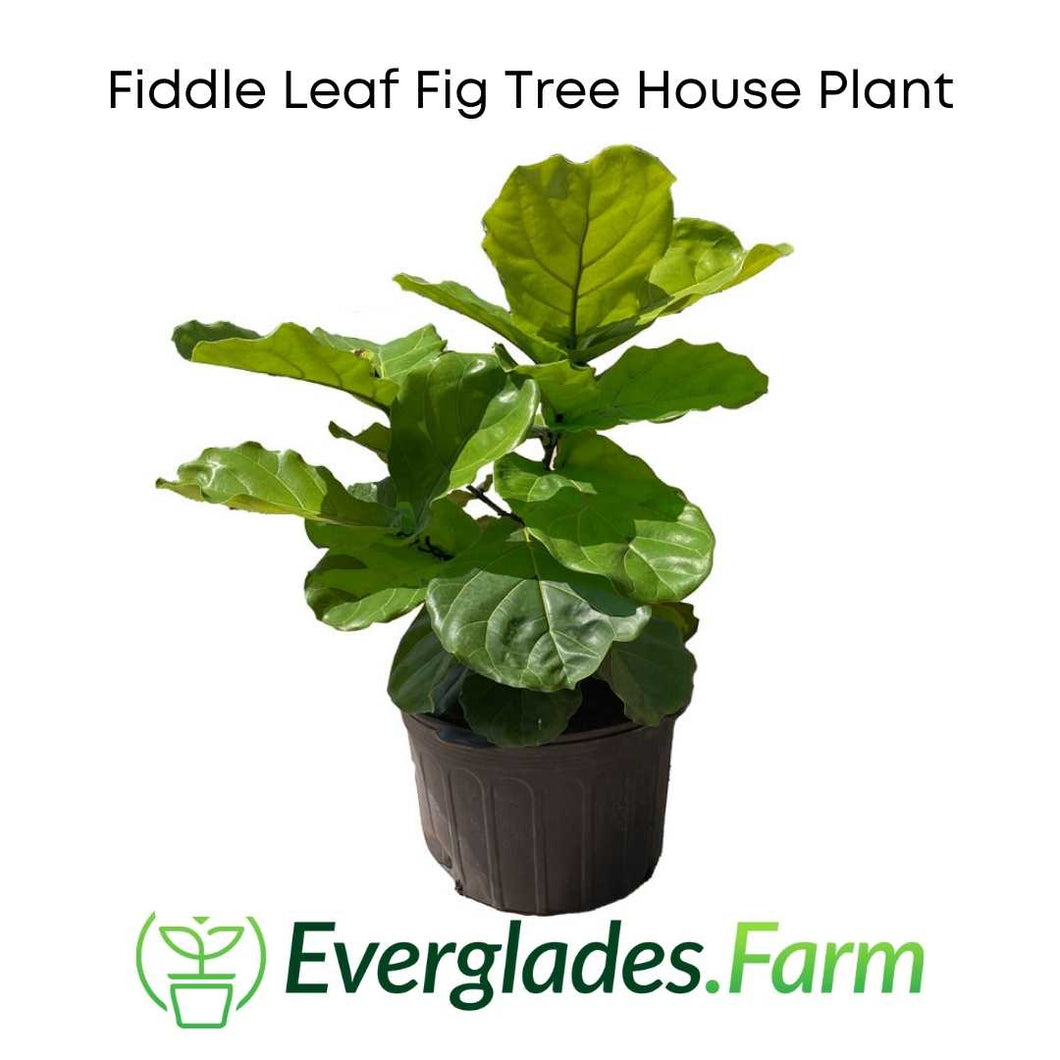 Fiddle Leaf Fig Tree Everglades Farm