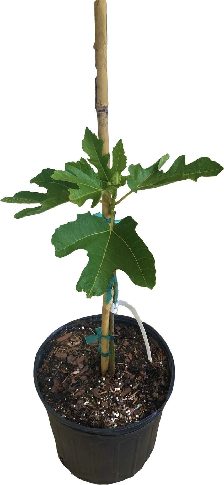 Violet de Bordeaux Dwarf, Fig Tree Fruit Trees 103-Pine Island Nursery 