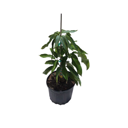 Madame Blanc Hatian Mango Tree, Grafted Fruit Trees 111-Lalo Melo 