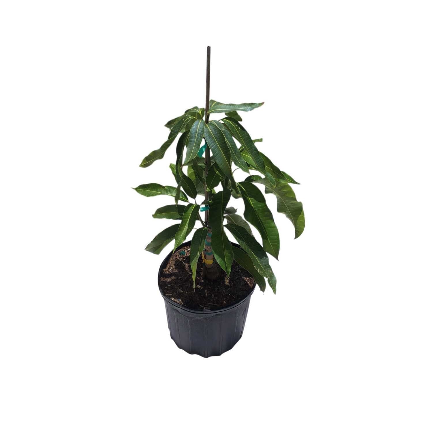 AlamPur Banesham Dwarf Mango Tree, Grafted Fruit Trees 102-Zill High Performance Plants 
