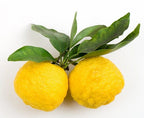 Yuzu Exotic Citrus Tree 113-Brite Leaf Citrus Nursery