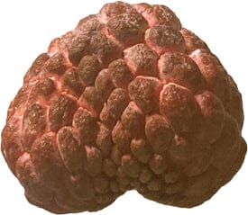 Red Sugar Apple, Sweetsop, Annona Tree Fruit Trees 100-Carlos Tropical Fruits 