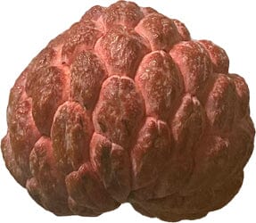 Red Sugar Apple, Sweetsop, Annona Tree Fruit Trees 100-Carlos Tropical Fruits 
