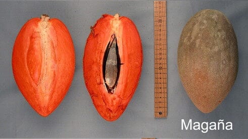 Mamey Sapote Magana Tree Grafted Fruit Trees 100-Carlos Tropical Fruits