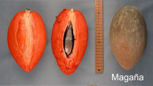 Load image into Gallery viewer, Mamey Sapote Magana Tree Grafted
