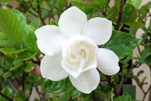 Load image into Gallery viewer, August Beauty Gardenia Shrub white flower in 3 gallon container from Florida
