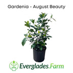 August Beauty Gardenia Shrub white flower 130-Casey's Corner Nursery