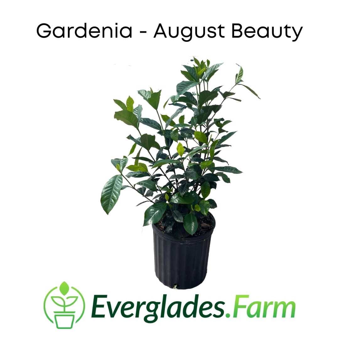 August Beauty Gardenia Shrub white flower 130-Casey's Corner Nursery
