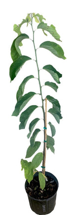 Atemoya Geffner Fruit Tree, Grafted 100-Carlos Tropical Fruits 