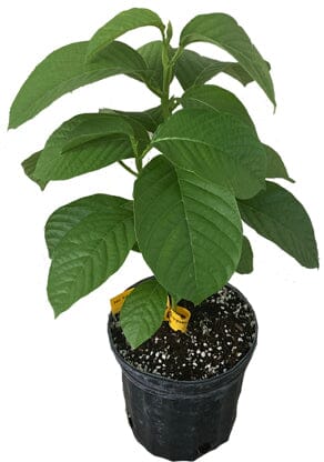 Giant Granadilla Plant 111-Lalo Melo